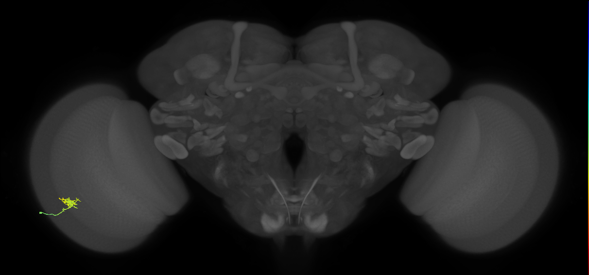 Cm1_L (MaleCNS:52696)