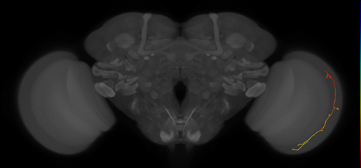 Cm10_R (MaleCNS:177701)