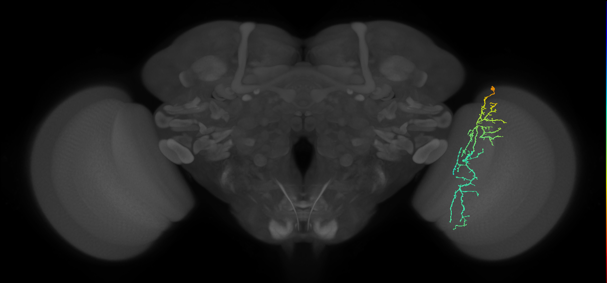 Cm10_R (MaleCNS:47384)
