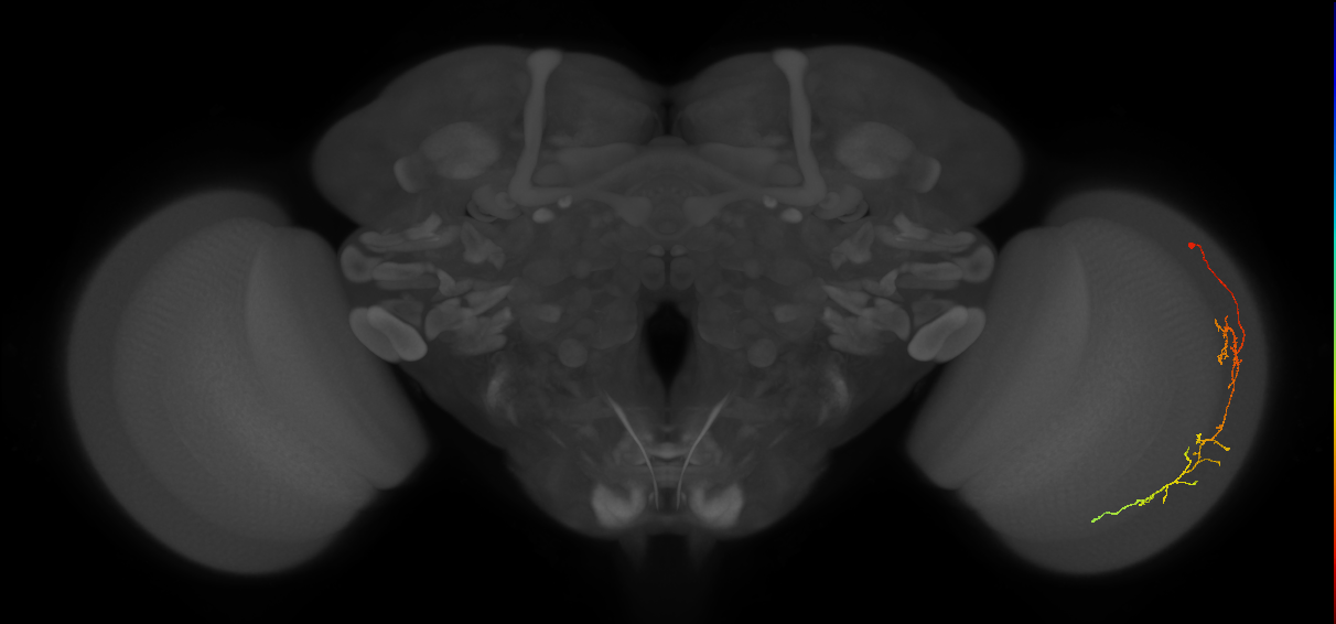 Cm10_R (MaleCNS:71160)