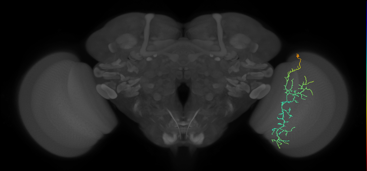 Cm10_R (MaleCNS:40925)