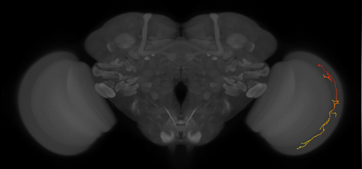 Cm10_R (MaleCNS:82750)