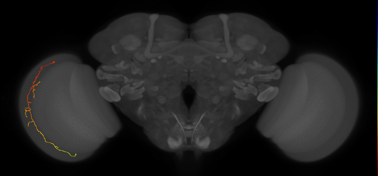 Cm10_L (MaleCNS:133123)