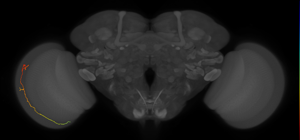 Cm10_L (MaleCNS:580483)
