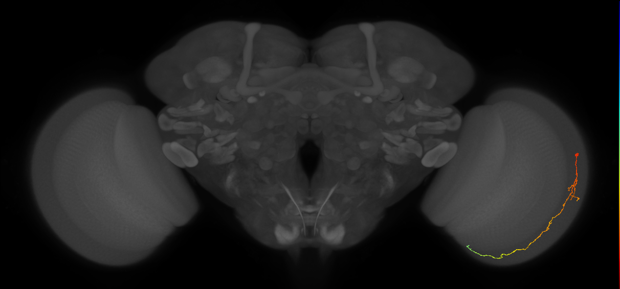 Cm10_R (MaleCNS:110771)