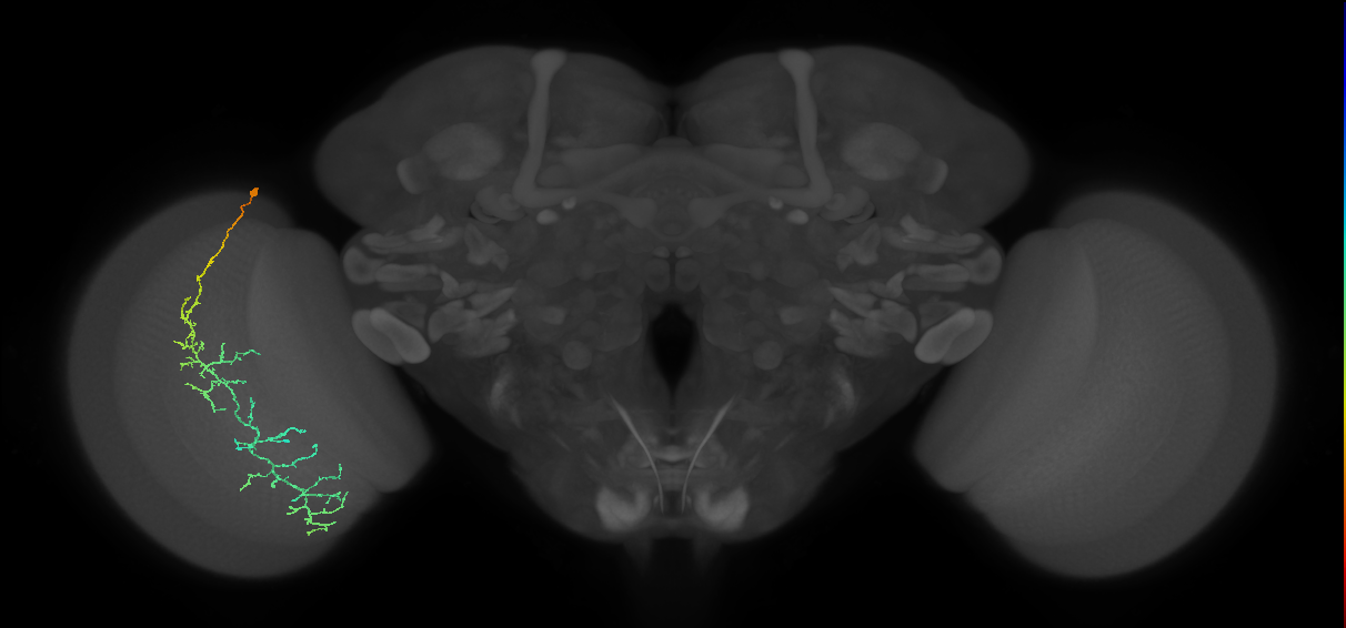 Cm10_L (MaleCNS:46315)