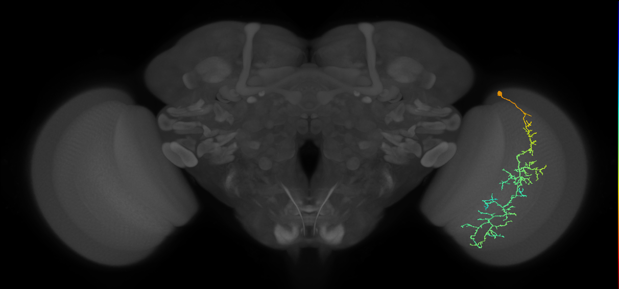 Cm10_R (MaleCNS:37939)