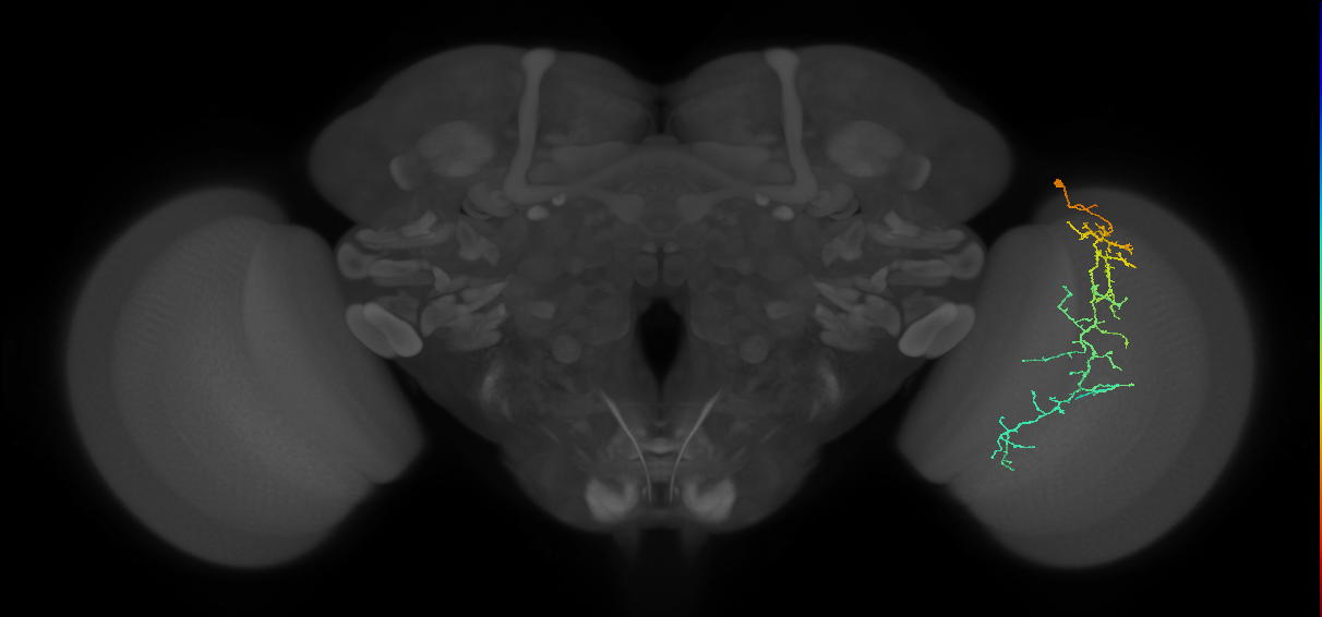 Cm10_R (MaleCNS:50806)