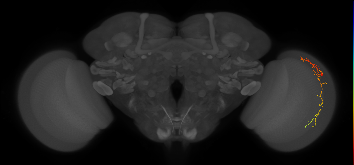 Cm10_R (MaleCNS:73058)