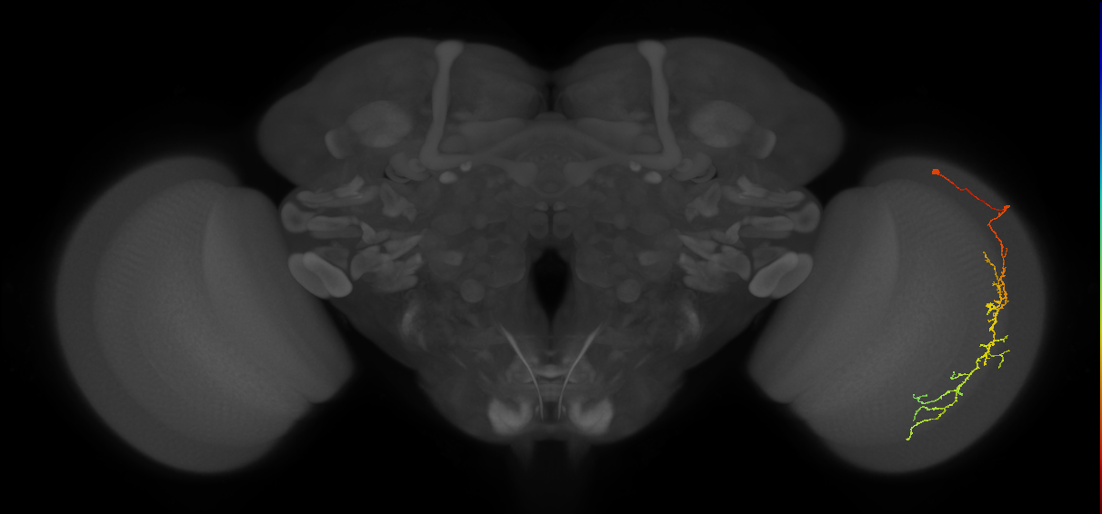 Cm10_R (MaleCNS:55300)