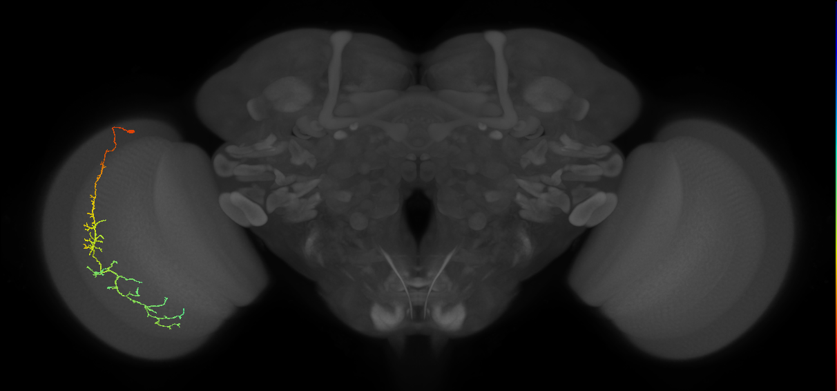 Cm10_L (MaleCNS:56311)