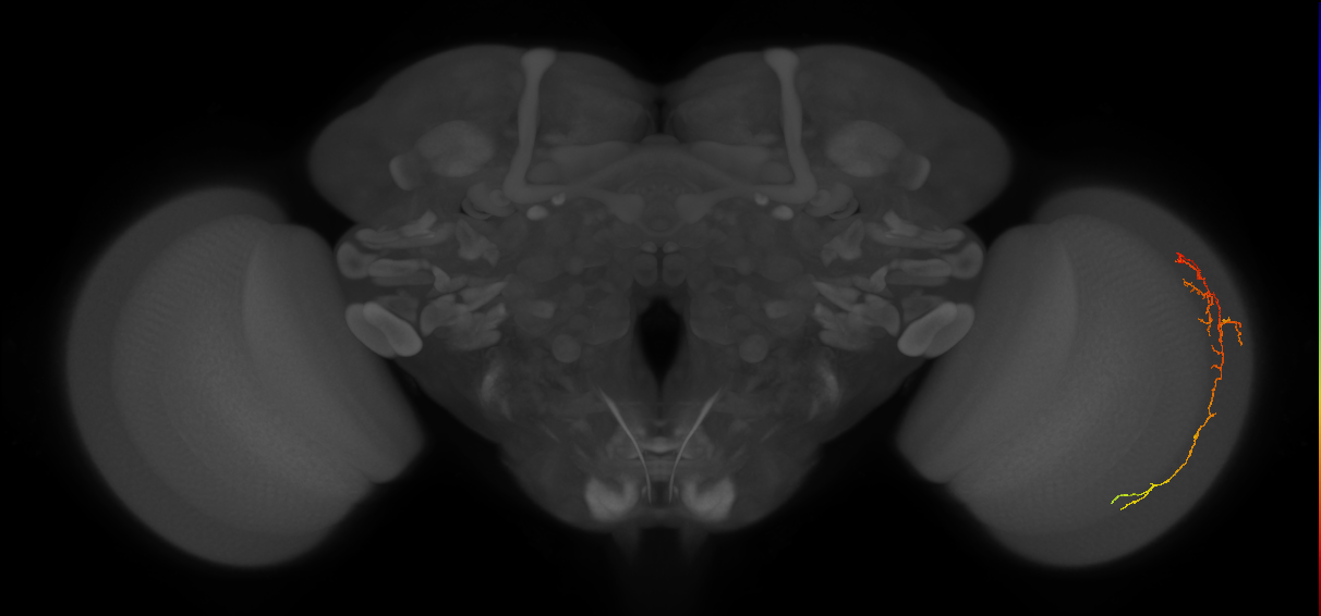 Cm10_R (MaleCNS:107080)