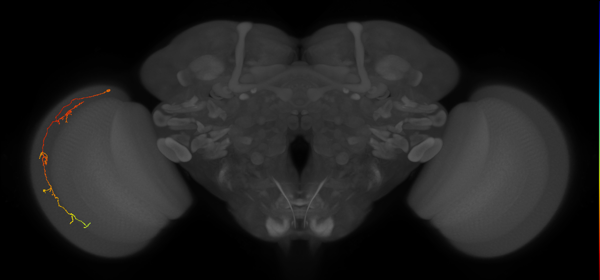 Cm10_L (MaleCNS:188005)