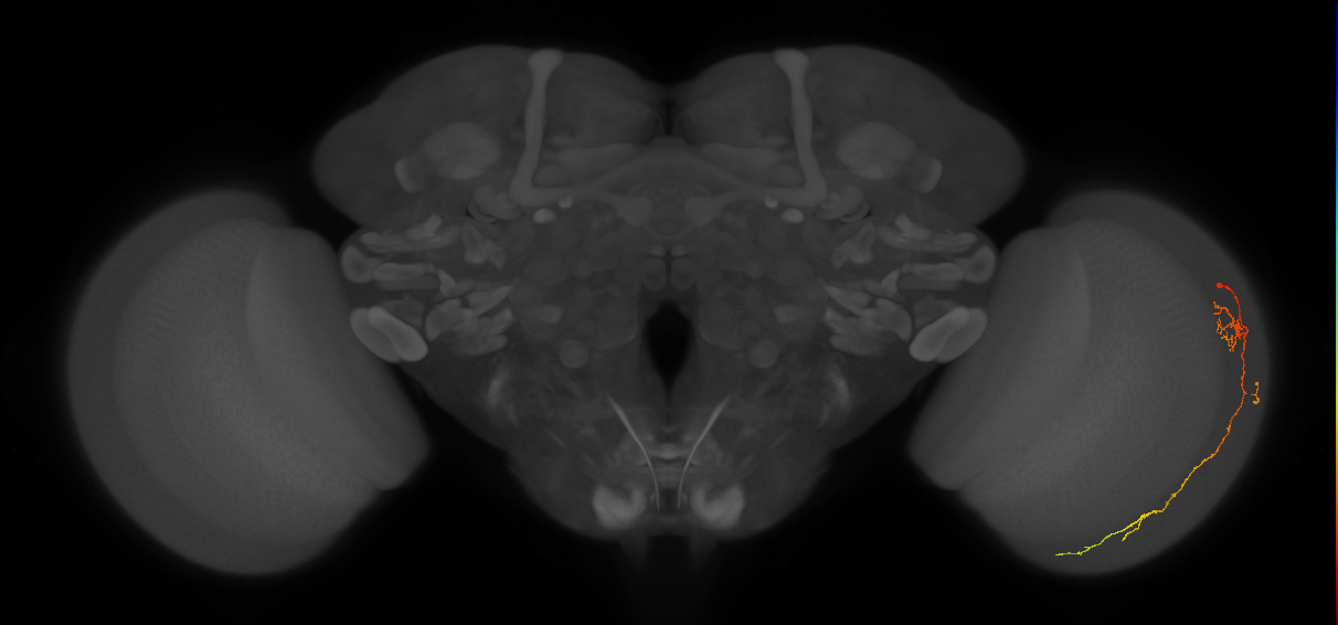 Cm10_R (MaleCNS:108592)