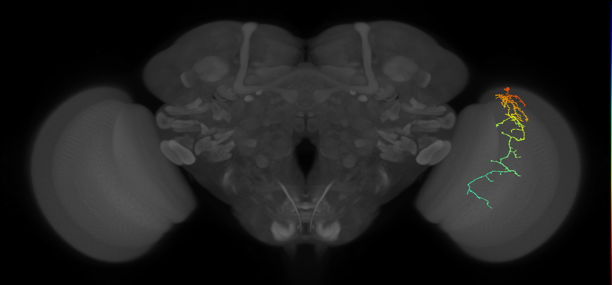 Cm10_R (MaleCNS:55267)