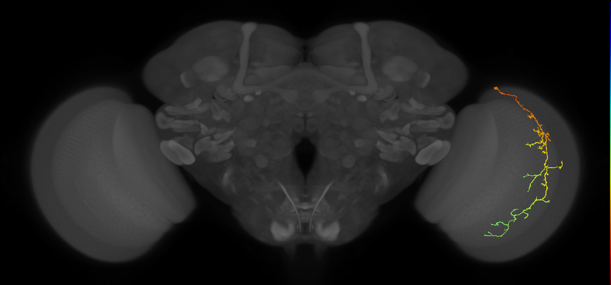 Cm10_R (MaleCNS:53728)