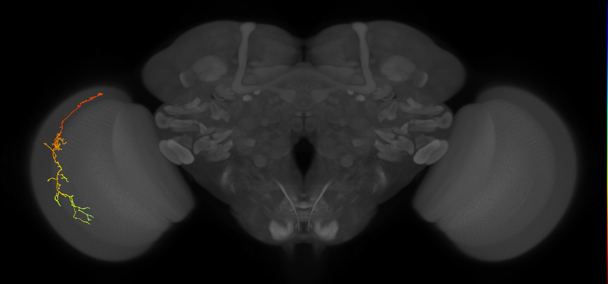 Cm10_L (MaleCNS:62834)