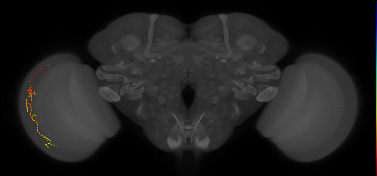 Cm10_L (MaleCNS:107786)