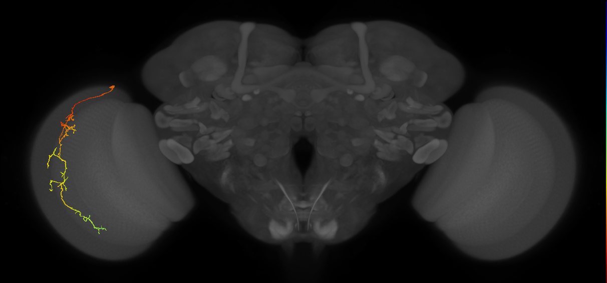 Cm10_L (MaleCNS:65419)