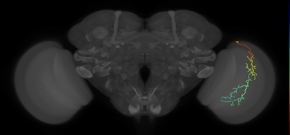 Cm10_R (MaleCNS:57004)