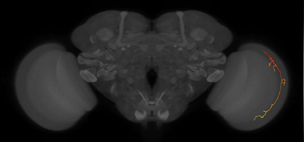 Cm10_R (MaleCNS:97220)