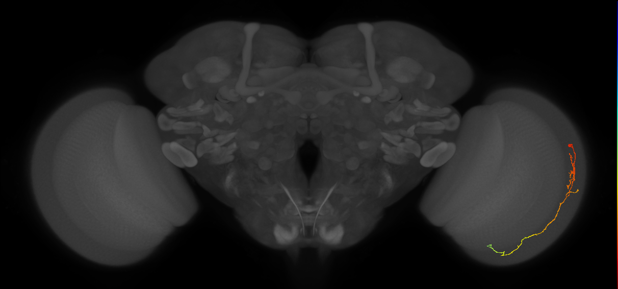 Cm10_R (MaleCNS:104606)