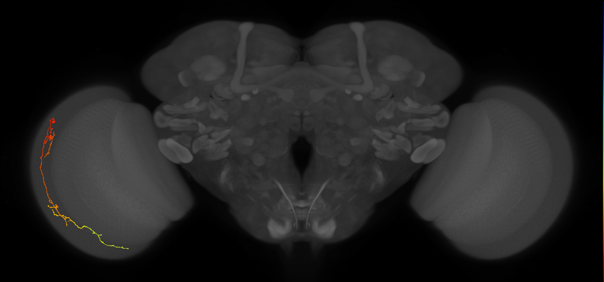 Cm10_L (MaleCNS:147802)
