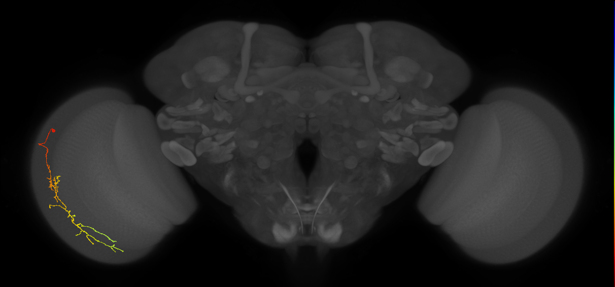 Cm10_L (MaleCNS:117154)