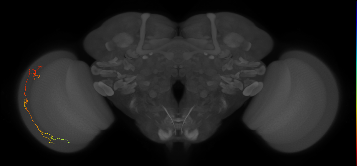 Cm10_L (MaleCNS:133057)