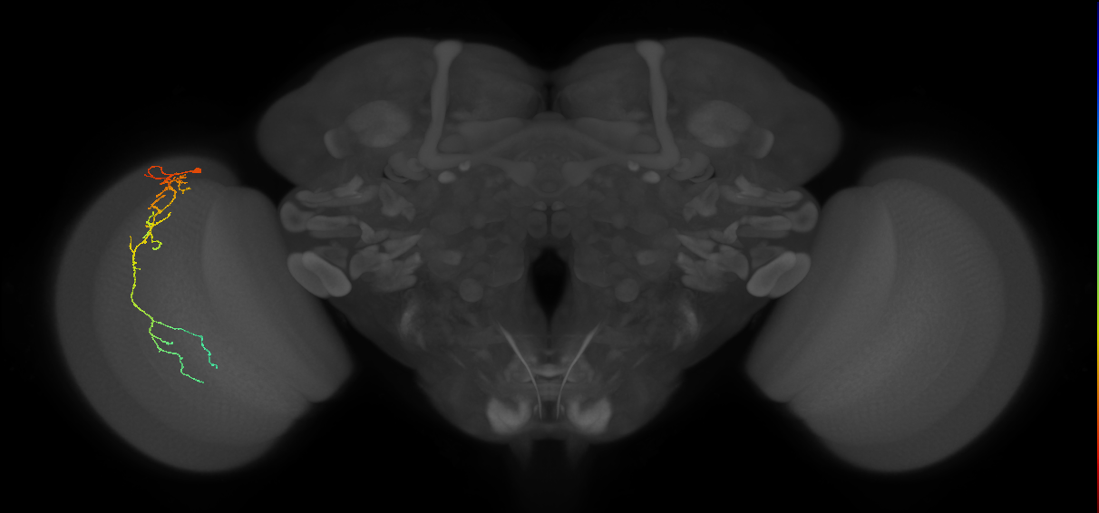 Cm10_L (MaleCNS:98988)