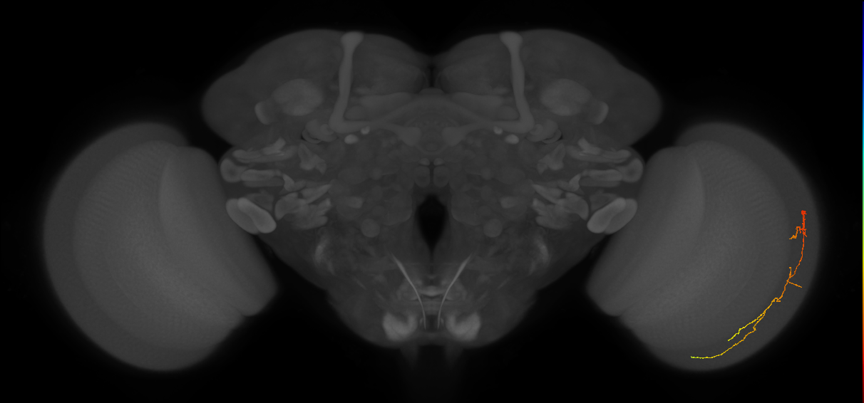 Cm10_R (MaleCNS:106622)