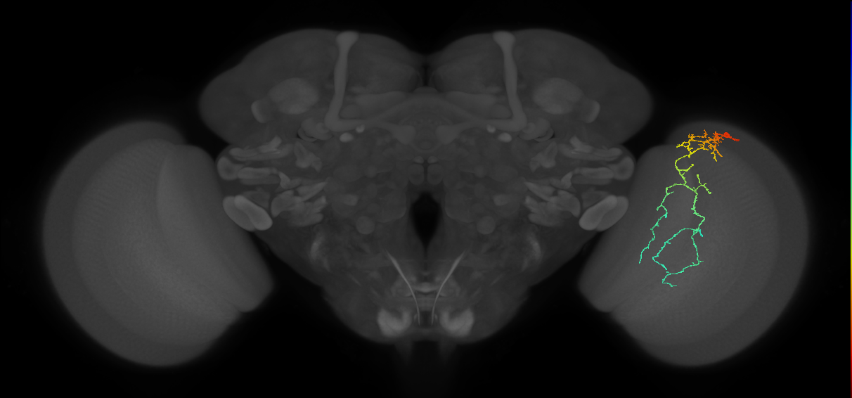 Cm10_R (MaleCNS:45895)
