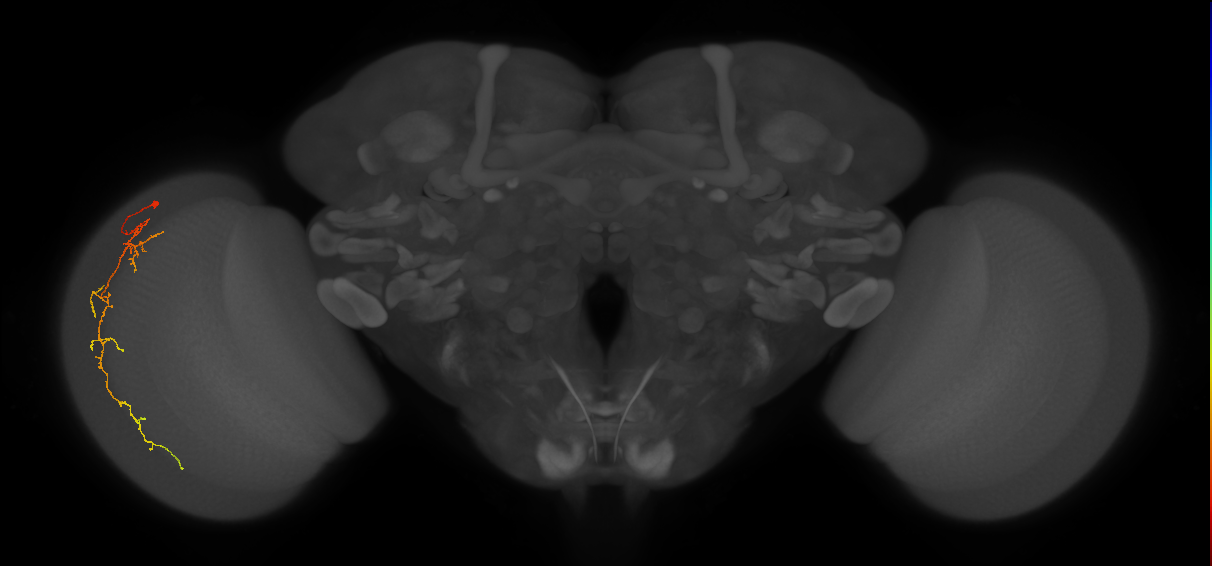Cm10_L (MaleCNS:142849)