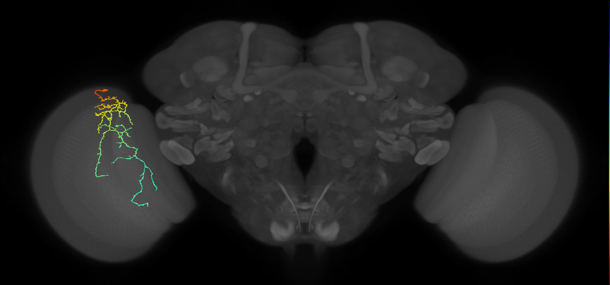 Cm10_L (MaleCNS:50379)