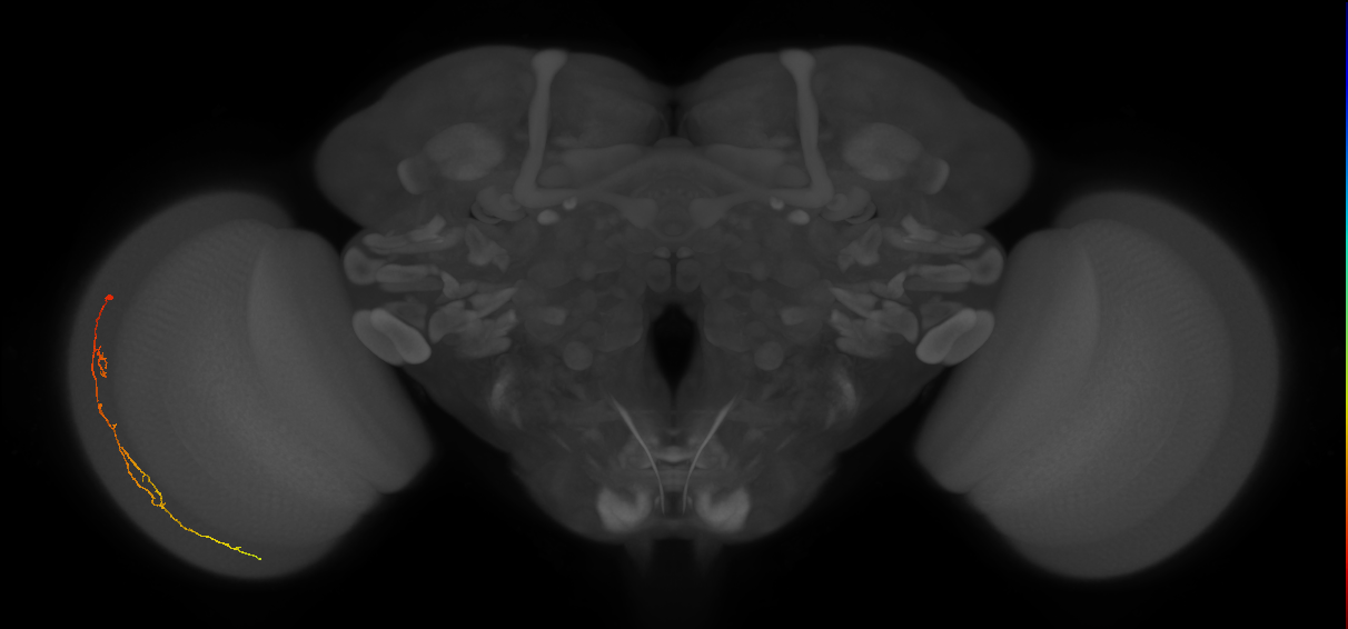 Cm10_L (MaleCNS:195095)