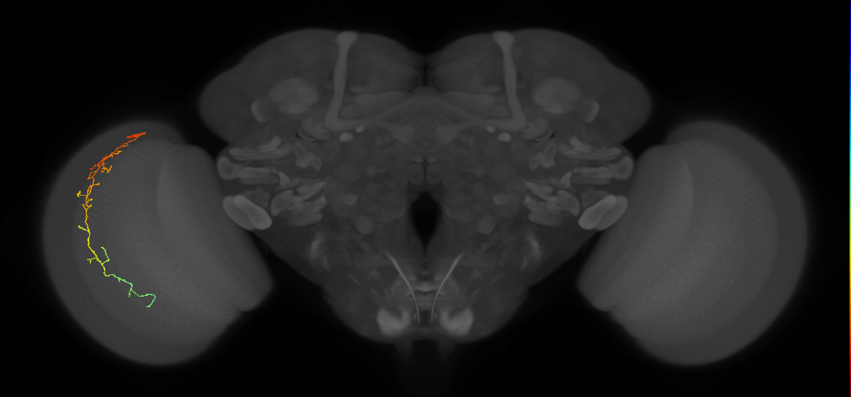 Cm10_L (MaleCNS:519742)