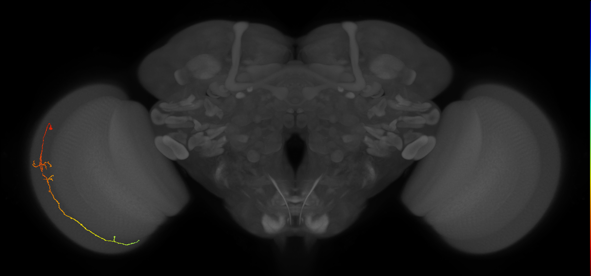 Cm10_L (MaleCNS:162886)