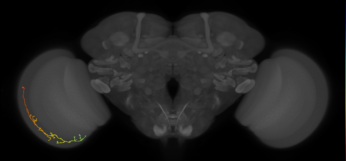 Cm10_L (MaleCNS:515242)