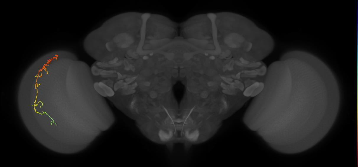 Cm10_L (MaleCNS:544262)