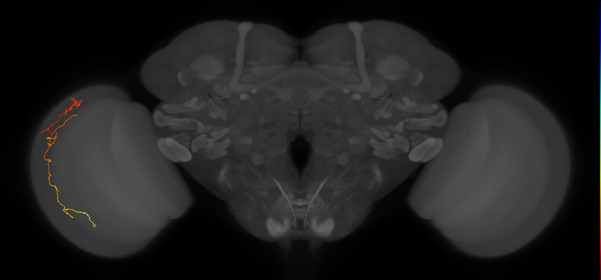 Cm10_L (MaleCNS:176181)