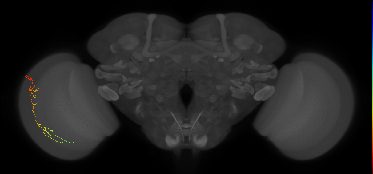 Cm10_L (MaleCNS:529660)