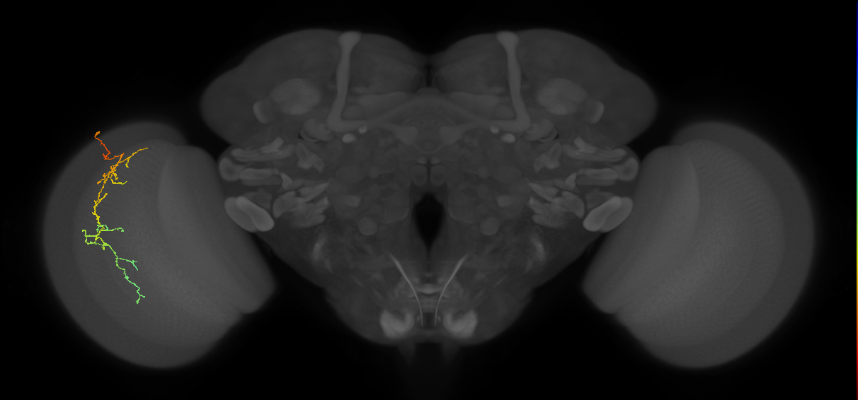 Cm10_L (MaleCNS:546237)