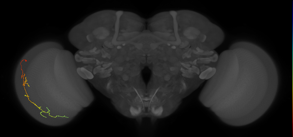 Cm10_L (MaleCNS:517253)
