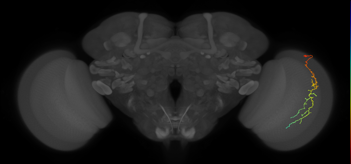 Cm10_R (MaleCNS:60288)