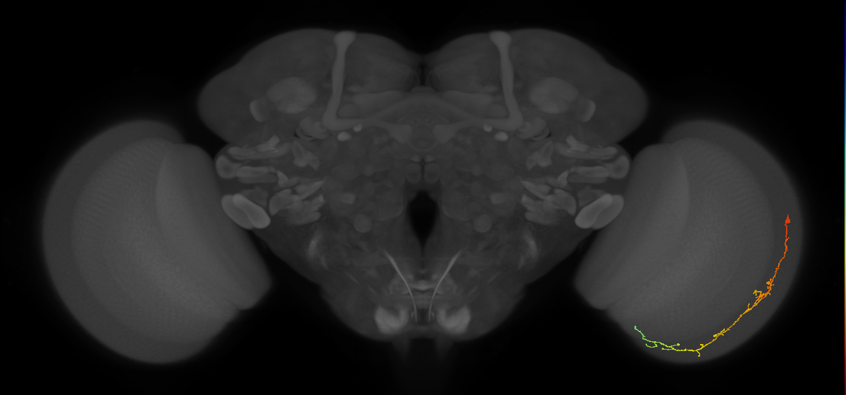 Cm10_R (MaleCNS:80819)