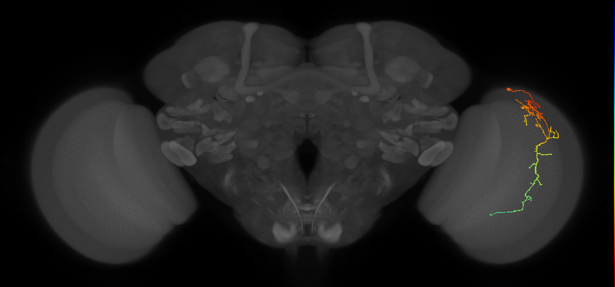 Cm10_R (MaleCNS:59478)
