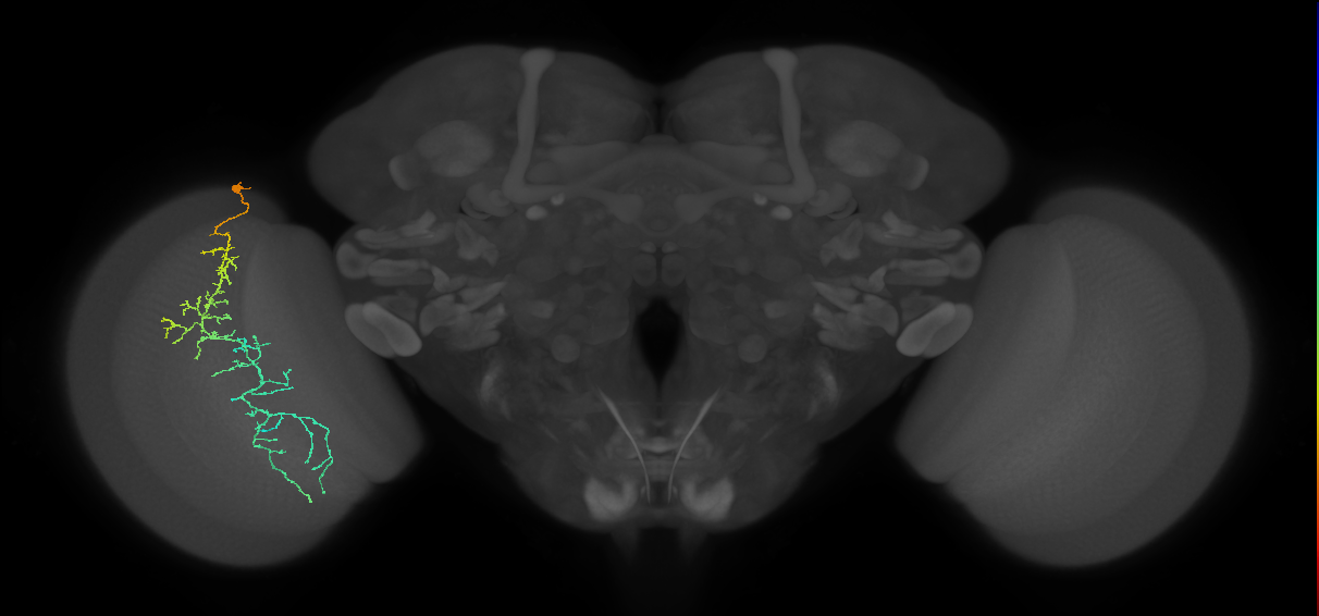 Cm10_L (MaleCNS:46520)