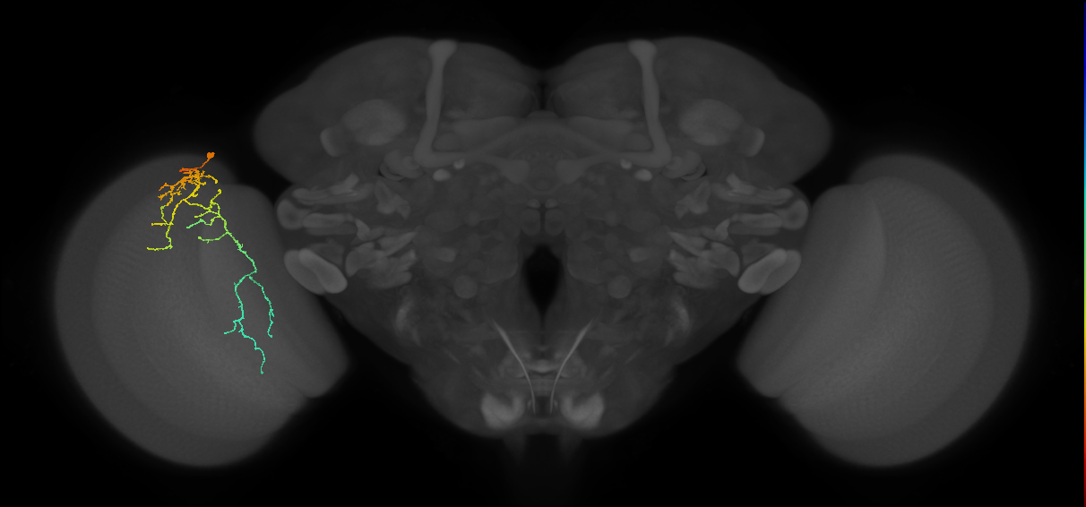 Cm10_L (MaleCNS:66283)