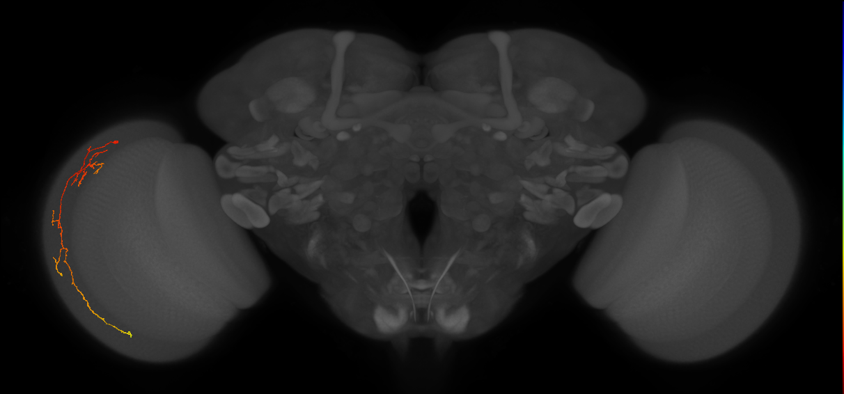 Cm10_L (MaleCNS:148003)