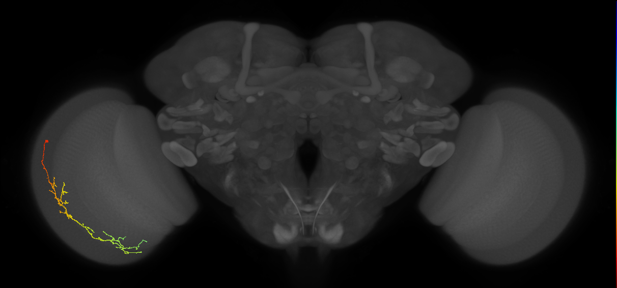 Cm10_L (MaleCNS:48048)